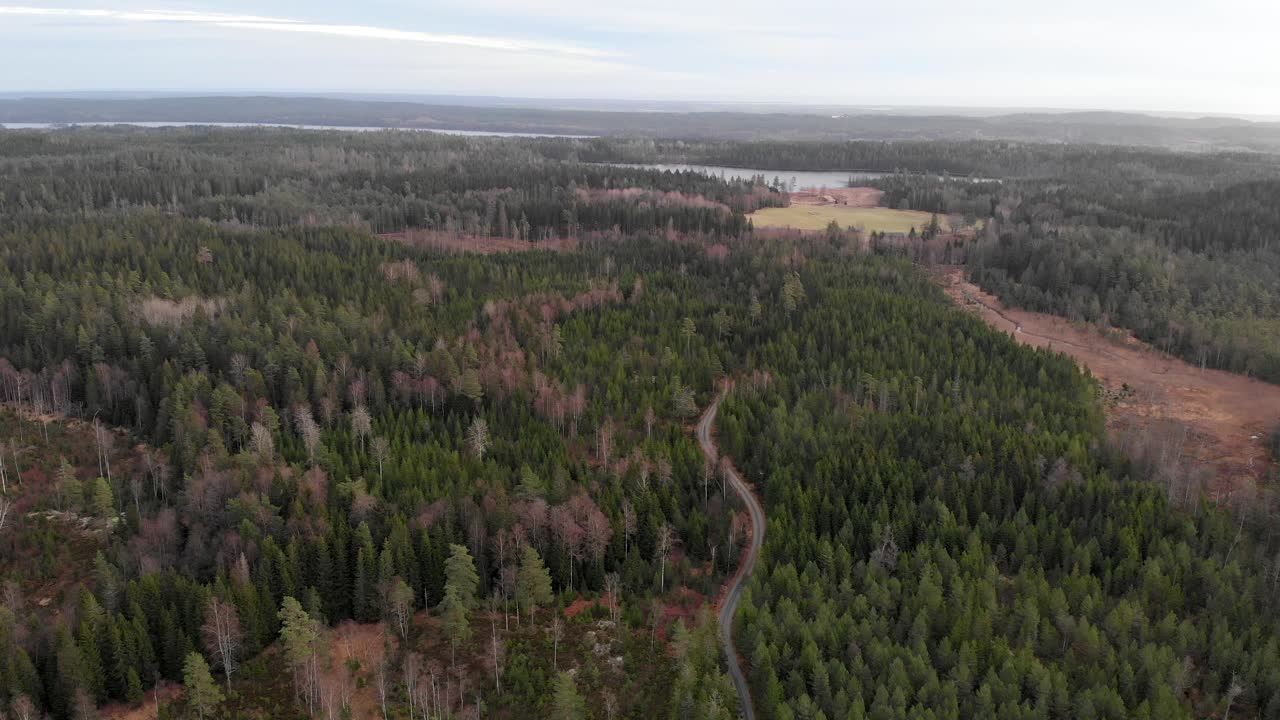 Wide Aerial Establisher Dolly In Over Pine Agroforestry Wetland Exploitation