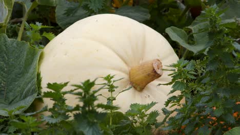 Primer-Plano-De-Una-Calabaza-Blanca-Creciendo-En-Un-Campo