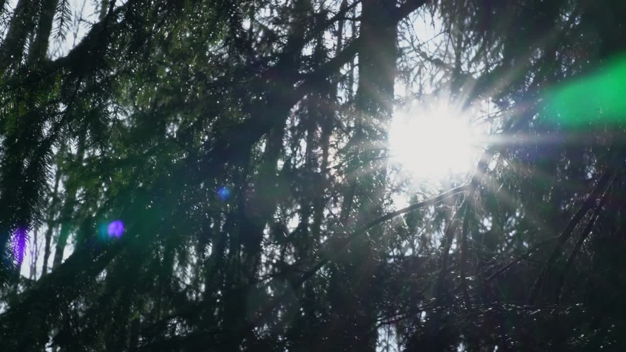 cámara moviéndose a lo largo de árbol de abeto y brillantes rayos de sol iluminando a través de las ramas