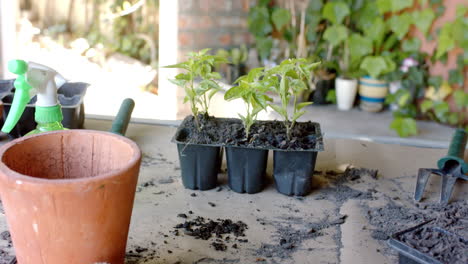 Close-up-of-green-plants-in-pots-on-table-in-sunny-garden,-slow-motion