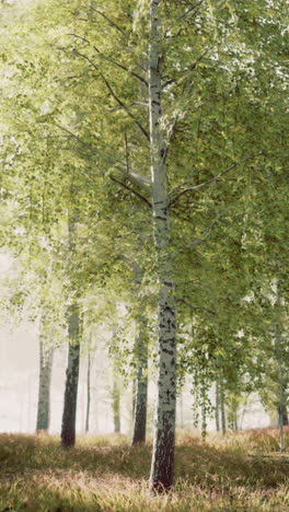bosque de abedul brumoso