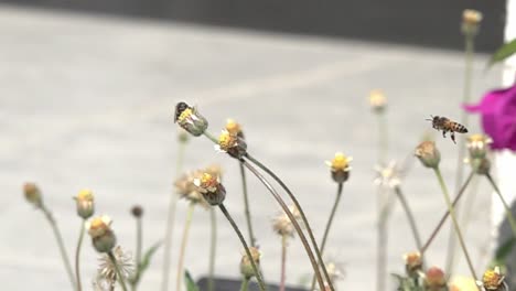 bees flying to white flowers