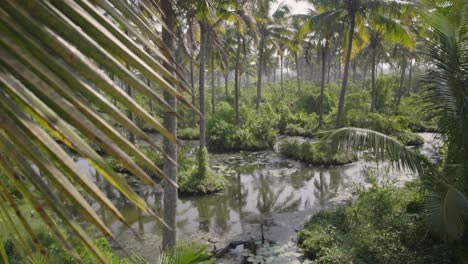 Coconut-orchard-in-the-kerala-backwaters-in-traditional-farm-format-with-flooding-between-the-trees-with-palm-leaf-moving-in-the-wind-in-foreground-at-afternoon-light