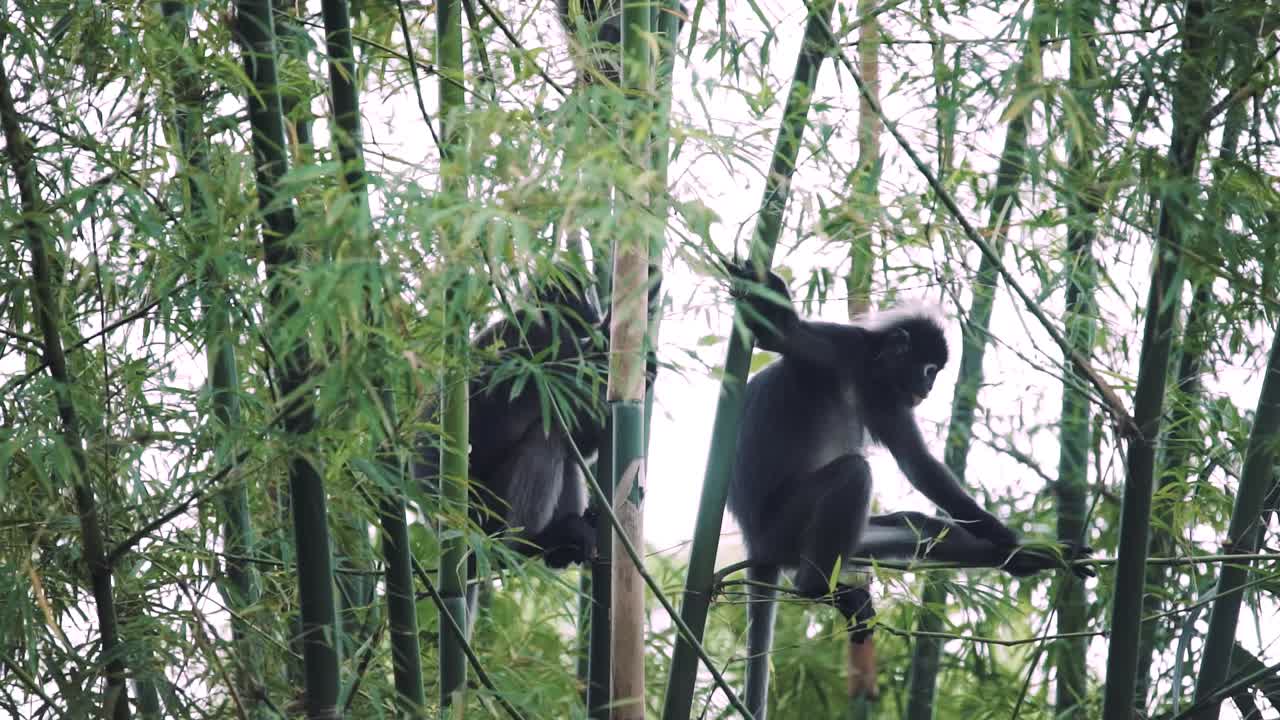 una familia de mono de hoja plateada o lutung plateado en una vida silvestre