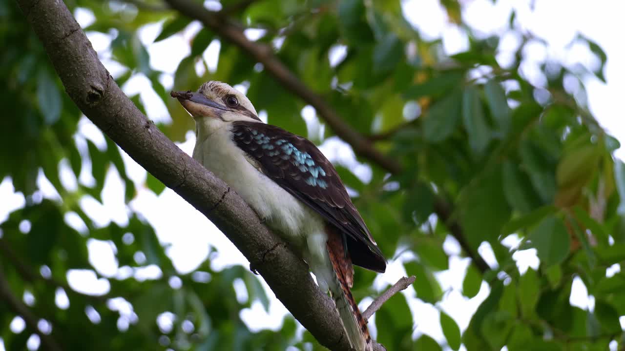 Un cucaburra gritón (Dacelo novaeguineae) posado en la rama de un árbol con un insecto como presa en la boca, primer plano
