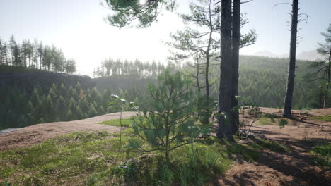 Schöne-Aussicht-Auf-Die-Berge-Mit-Pinienwald