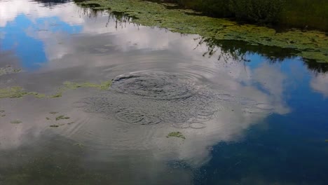 a fish is seen trying to swim away from a fishing hook. (slow motion)