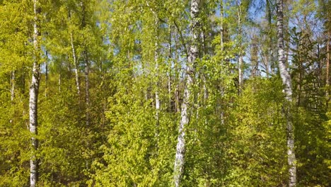 Birch-trees-close-up-in-a-green-forest-shot-from-a-drone