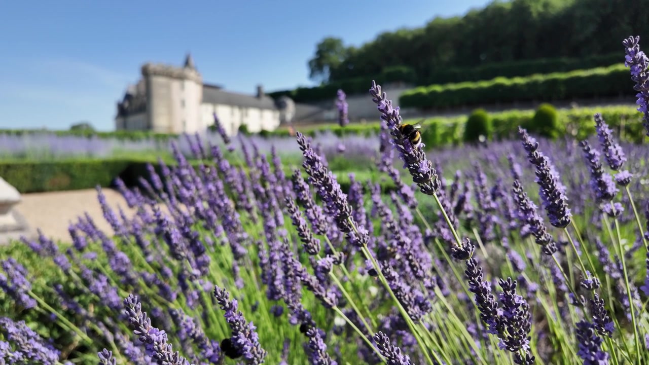 Close-up em câmera lenta de um zangão polinizando lavanda em flor com o Castelo de Villandry suavemente desfocado ao fundo, capturado no Vale do Loire, França