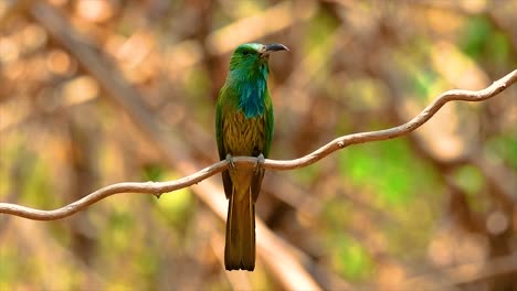 el abejaruco de barba azul se encuentra en la península de malaya, incluida tailandia, en claros de bosques particulares