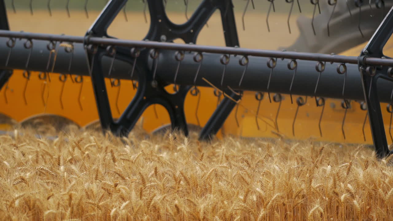 Cutting blades on field. Industrial part of modern combine harvester gathering dry spikelets on a wheat field. Close-up.