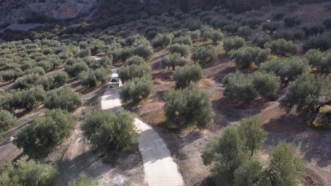 AERIAL-SHOT-OF-A-CAR-ON-A-ROAD-SURROUNDED-BY-OLIVE-TREES