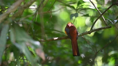 Trogón-De-Pecho-Naranja,-Harpactes-Oreskios,-Parque-Nacional-Kaeng-Krachan,-Tailandia