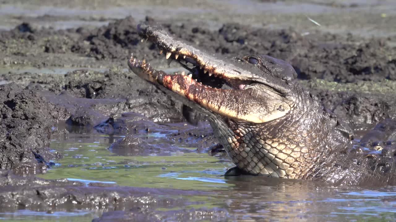 un caimán come un pez en un pantano fangoso de los everglades, florida