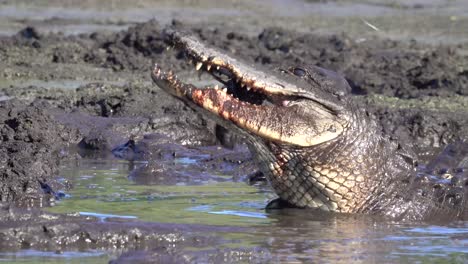 Un-Caimán-Come-Un-Pez-En-Un-Pantano-Fangoso-De-Los-Everglades,-Florida