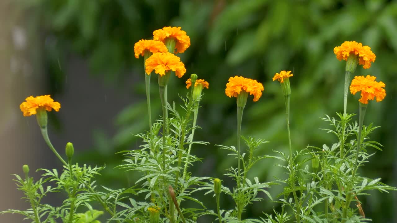 Tagetes Erecta Aztec Marigold flowers yellow petals plant in bloom up close