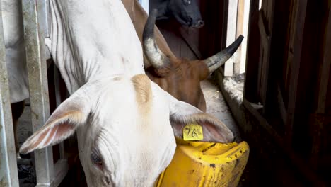 Nahaufnahme-Weiße-Kuh-Kaut,-Leckt-Lippen,-Nase,-Isst-Korn-Im-Stall