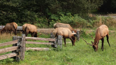group of deer grassing in the outskirts of a forest