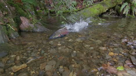 salmon in a clear forest creek