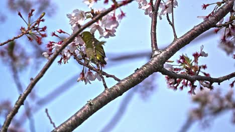 Un-Pequeño-Pájaro-Colgado-En-La-Rama-De-Un-árbol-De-Flor-De-Sakura---Disparo-De-Enfoque-Selectivo