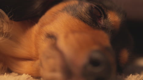 Close-up-of-dachshund-sausage-dog-lying-on-a-white-rug-carpet