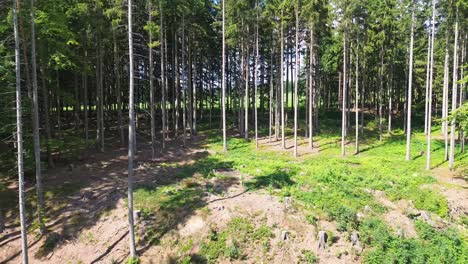 fly-through-a-forest-glade-in-the-middle-of-a-spruce-forest