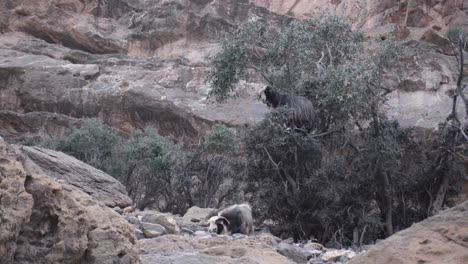 Bergziege-Frisst-In-Einem-Baum-Im-Bergwadi-Von-Oman