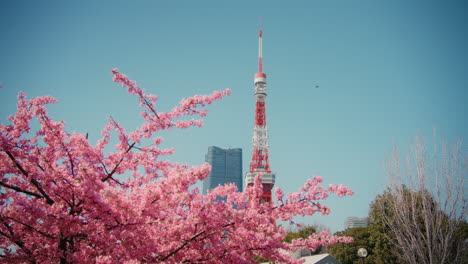 tokyo skytree with cherry blossoms