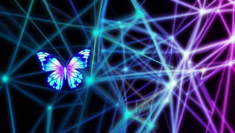 butterfly in a network of connections