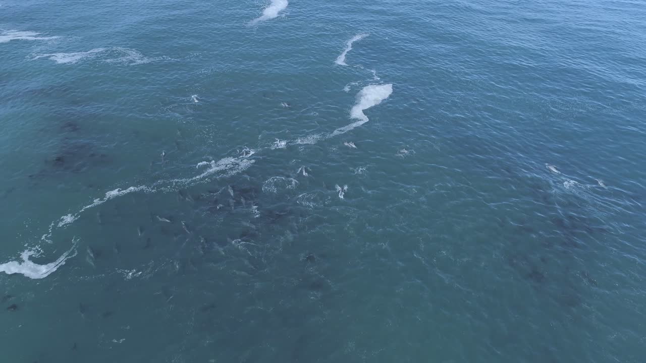 드론이 함께 수영하고 사냥하는 거대한 돌고래 무리 위로 날아갑니다.
