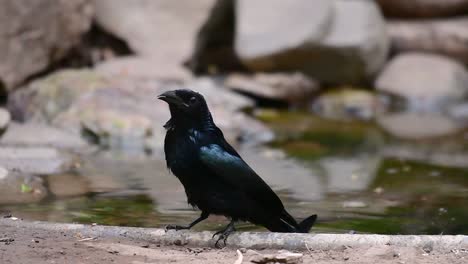 Der-Haarhauben-Drongo-Oder-Ist-In-Asien-Ein-Vogel-Aus-Der-Familie-Der-Dicruridae,-Der-Mit-Dicrurus-Bracteatus-Oder-Spangled-Drongo-Konspezifisch-War,-Bei-Dem-Es-Schwierig-Sein-Kann,-Ihn-Voneinander-Zu-Unterscheiden