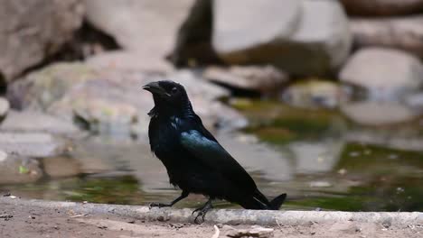 el drongo con cresta de pelo o es un ave en asia de la familia dicruridae que era conespecífico con dicrurus bracteatus o drongo con lentejuelas en el que puede ser difícil diferenciar entre sí