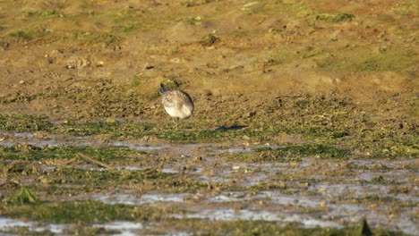 Ein-Vogel-Kentish-Regenpfeifer,-Der-An-Einem-Sandigen-Ufer-Nach-Nahrung-Sucht