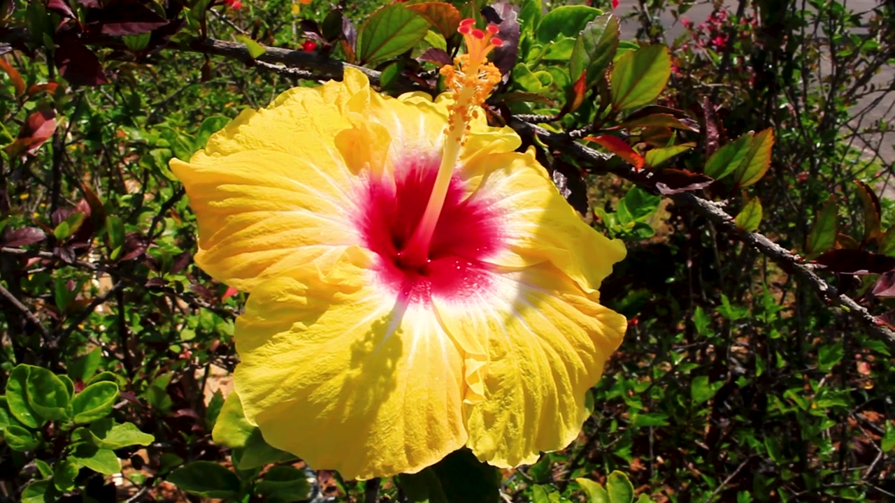 Primo piano a mano libera di un fiore di ibisco giallo completamente sbocciato con centro rosso, che ondeggia al vento a metà pomeriggio primaverile