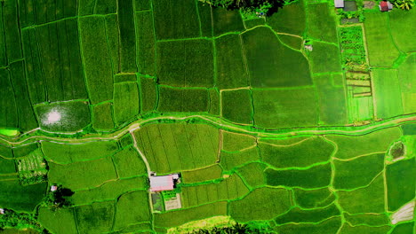 green rice plantation field divided into patches with path, ubud, bali