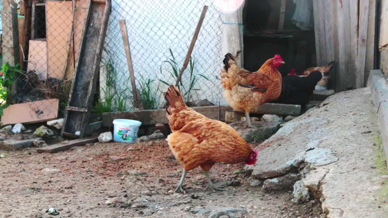 A brown chicken walking around