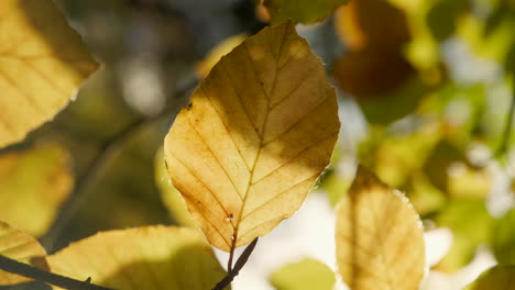 Nahaufnahme-Eines-Wunderschönen-Goldenen-Herbstblattes