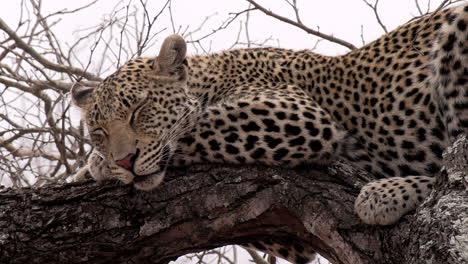 Nahaufnahme-Eines-Erwachsenen-Leoparden,-Der-Tagsüber-In-Einem-Baum-In-Der-Afrikanischen-Wildnis-Schläft