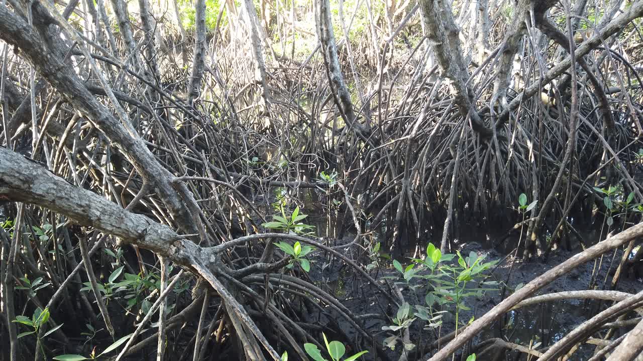 망그로브 습지, 숲 토양,  ⁇ 힘과 뿌리 클로즈업, 바리 인도네시아의 나무와 녹지에 기울어