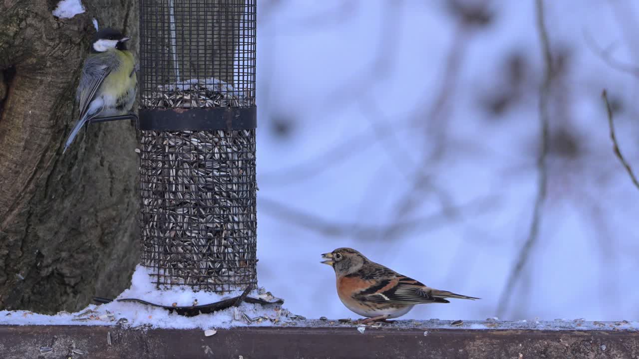 Great tit feeds at snowy birdfeeder while chaffinch eats on nearby fence, slow motion closeup in Voss