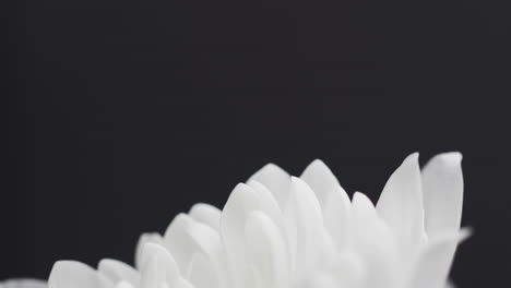 micro video of close up of white flower with copy space on grey background