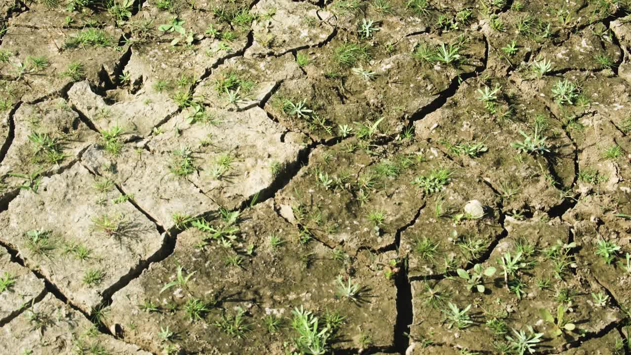 nueva vida vegetal emerge después de una severa sequía, cambio climático sin lluvia