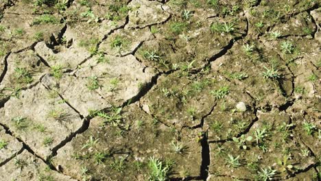 Nueva-Vida-Vegetal-Surge-Después-De-Una-Sequía-Severa,-Cambio-Climático-Y-Falta-De-Lluvia