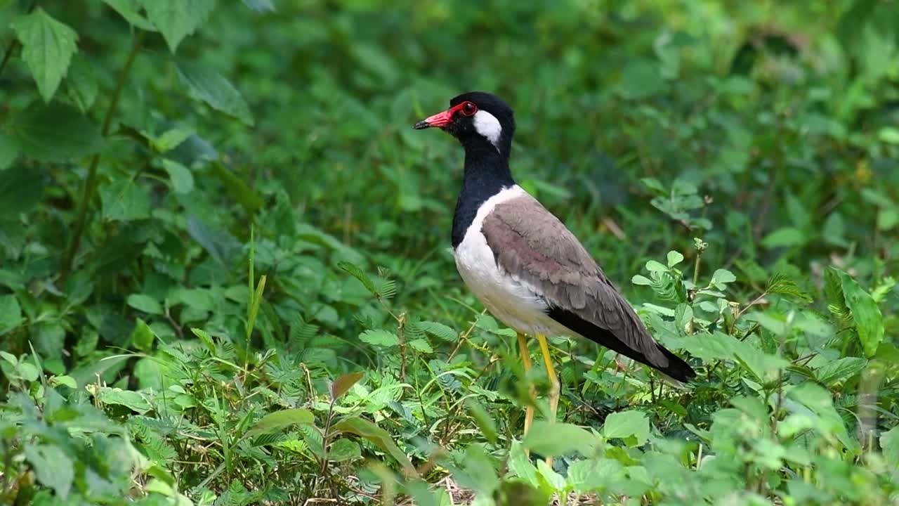 red-wattled lapwing은 태국에서 가장 흔한 새 중 하나입니다.
