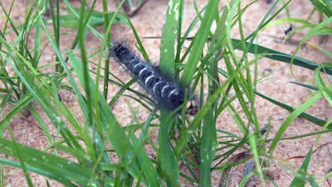 caterpillar moving on a blade of grass