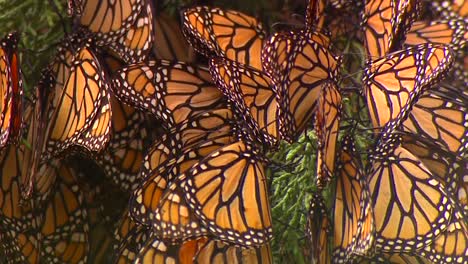 primer plano de las mariposas monarca