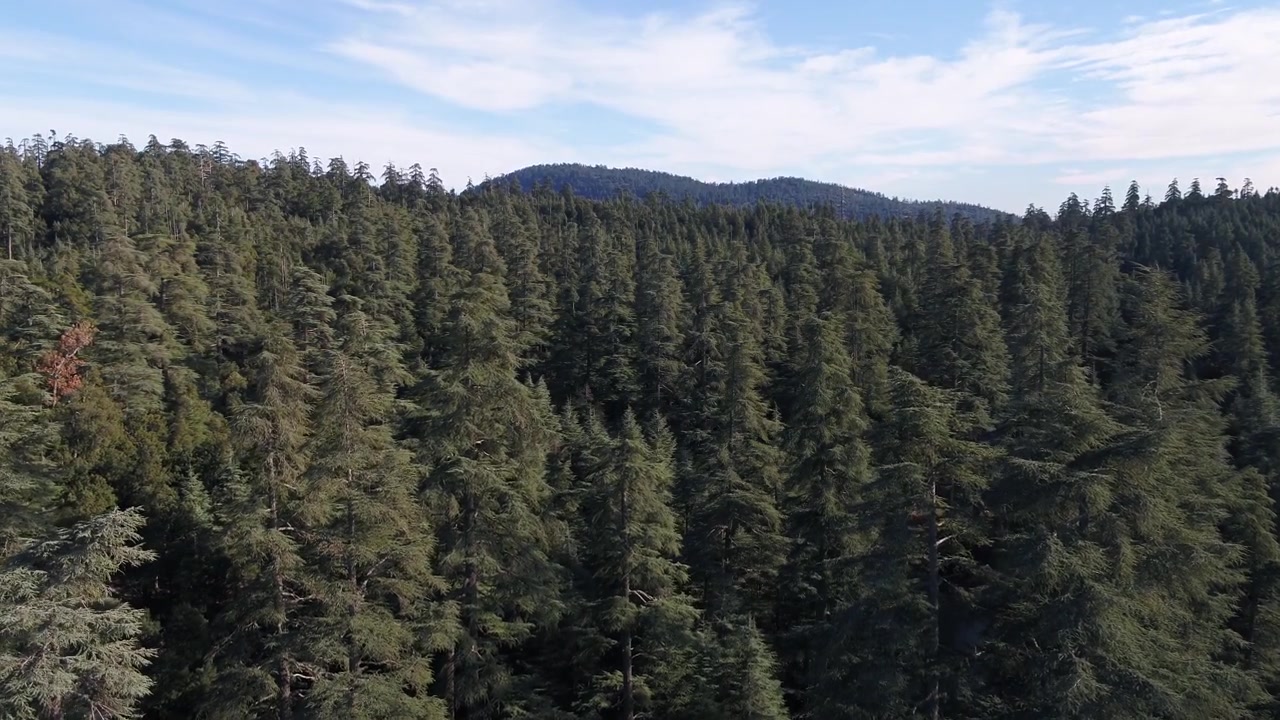 Deslizamento suave de drone aéreo sobre copas densas de floresta de cedro que se estendem pelas montanhas do Médio Atlas em Marrocos, ideal para documentários de natureza e projetos de vida selvagem