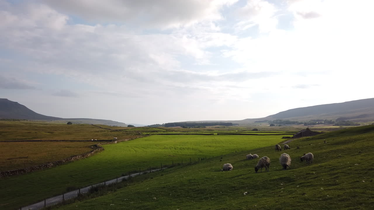 Carrellata di pecore a riposo in un campo nel Parco Nazionale dello Yorkshire Dales con il Monte Ingleborough sullo sfondo.