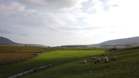 Toma-Panorámica-De-Ovejas-Descansando-En-Un-Campo-En-El-Parque-Nacional-De-Los-Valles-De-Yorkshire-Con-La-Montaña-Ingleborough-En-El-Fondo