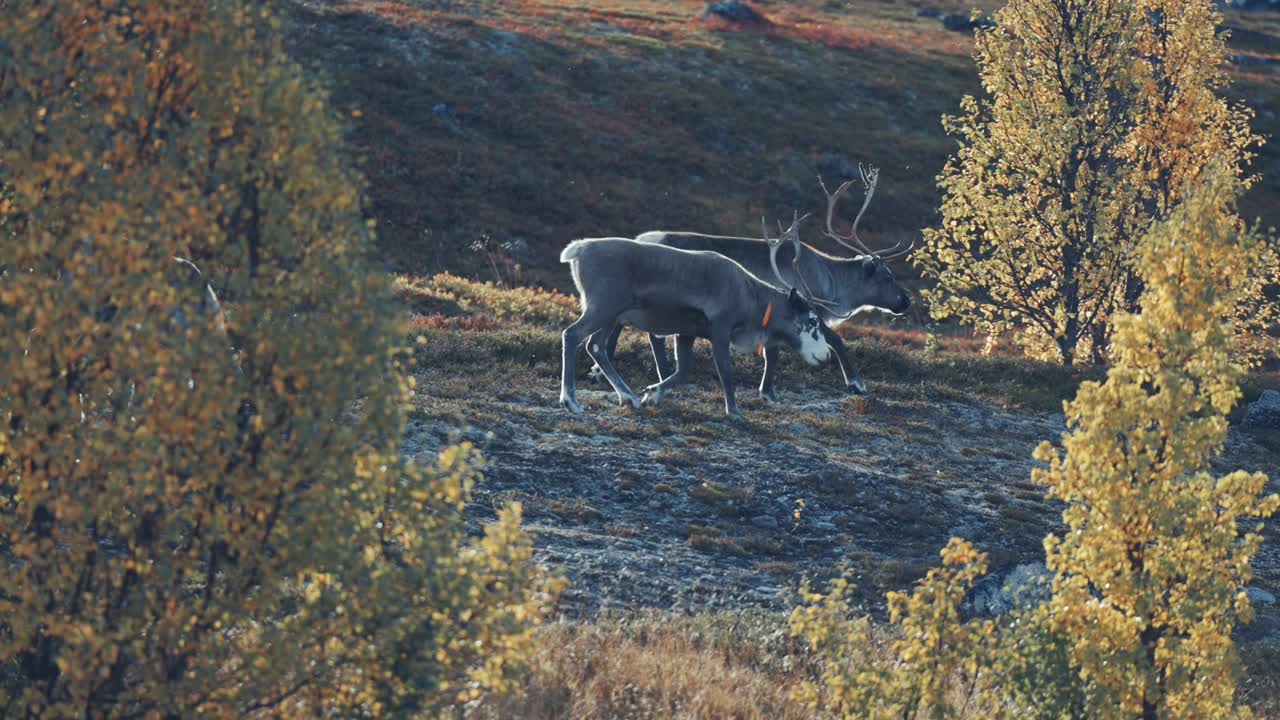 dos renos vagan pastando a través del bosque de otoño